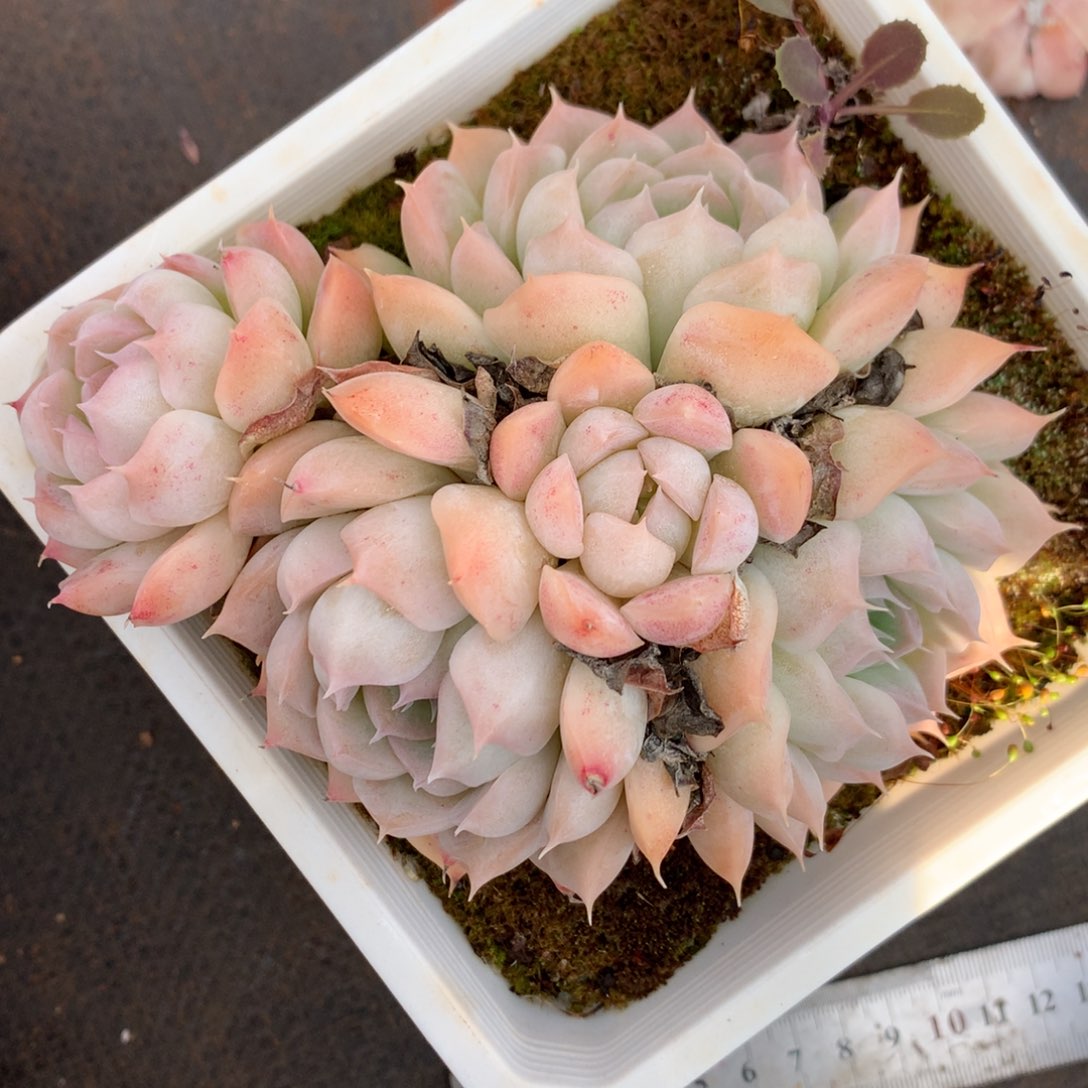 9101杂交多肉植物