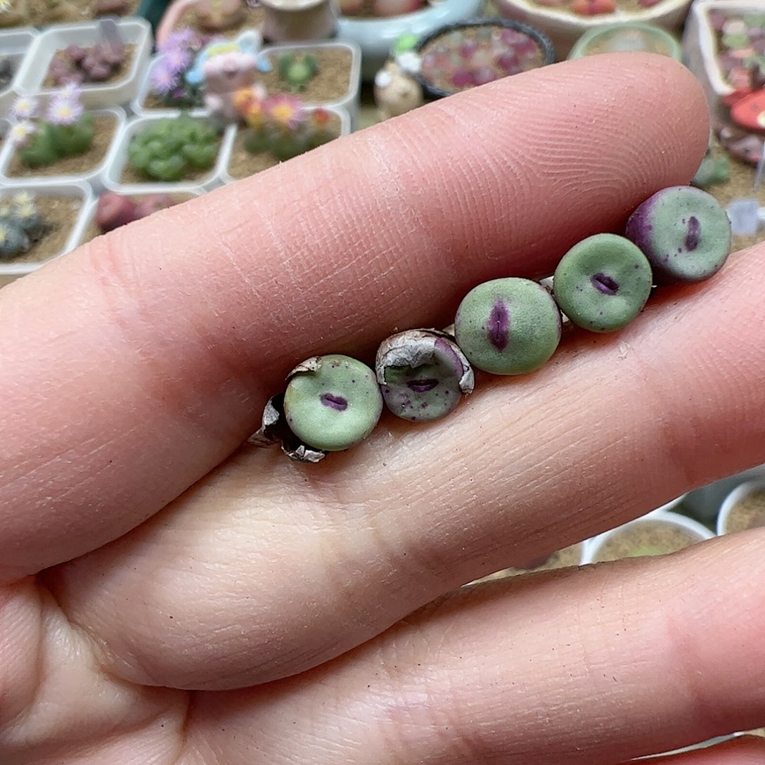 【闪购商品】289 TS427 红嘴小苗