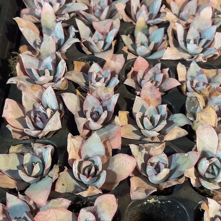 小广寒宫1元带土发货