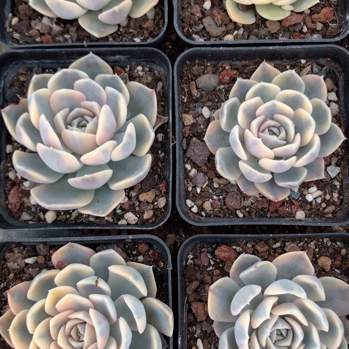 汉堡锦单头4cm发货