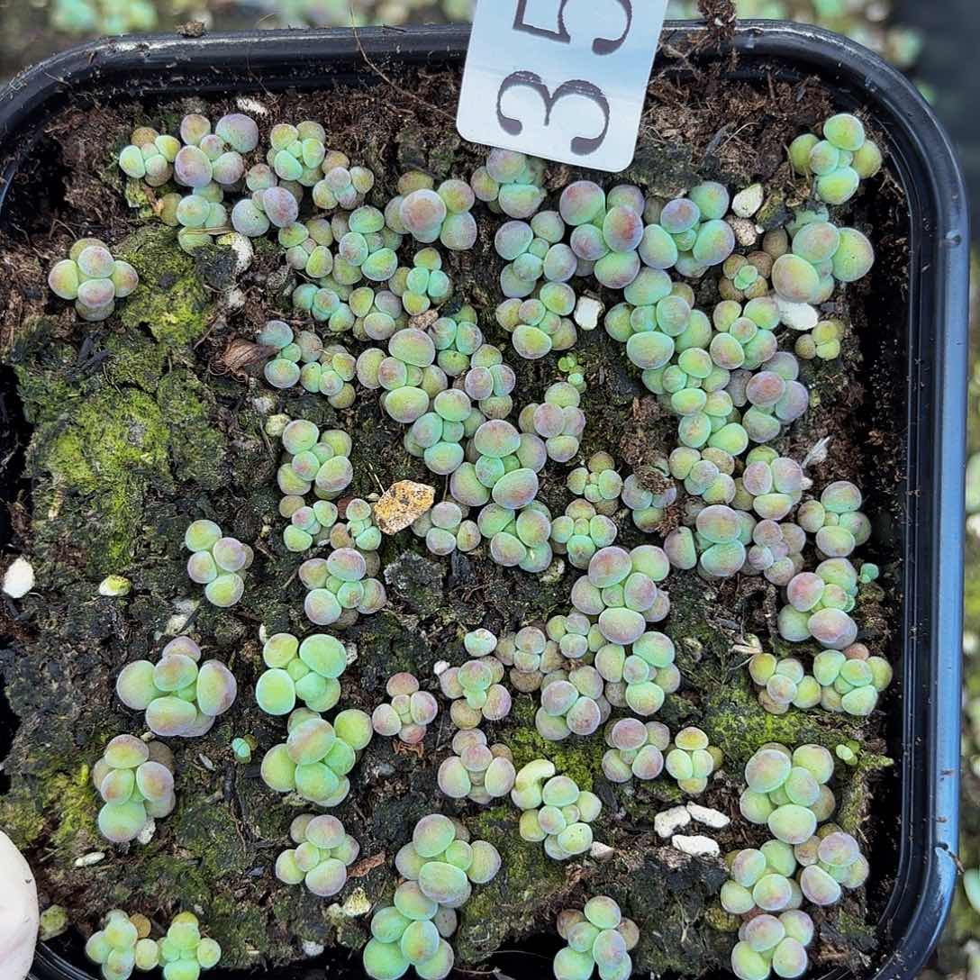 多肉植物多肉植物355