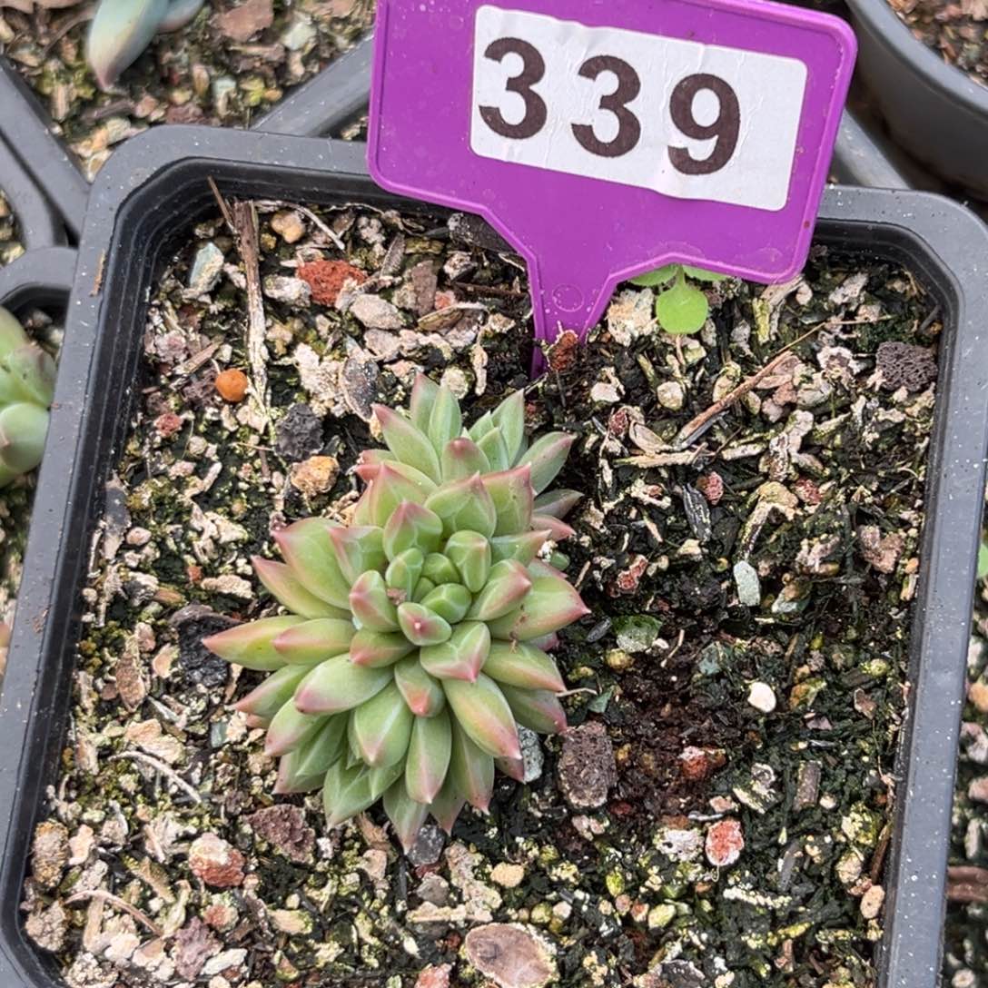 袁*多肉植物339绿泡泡纹