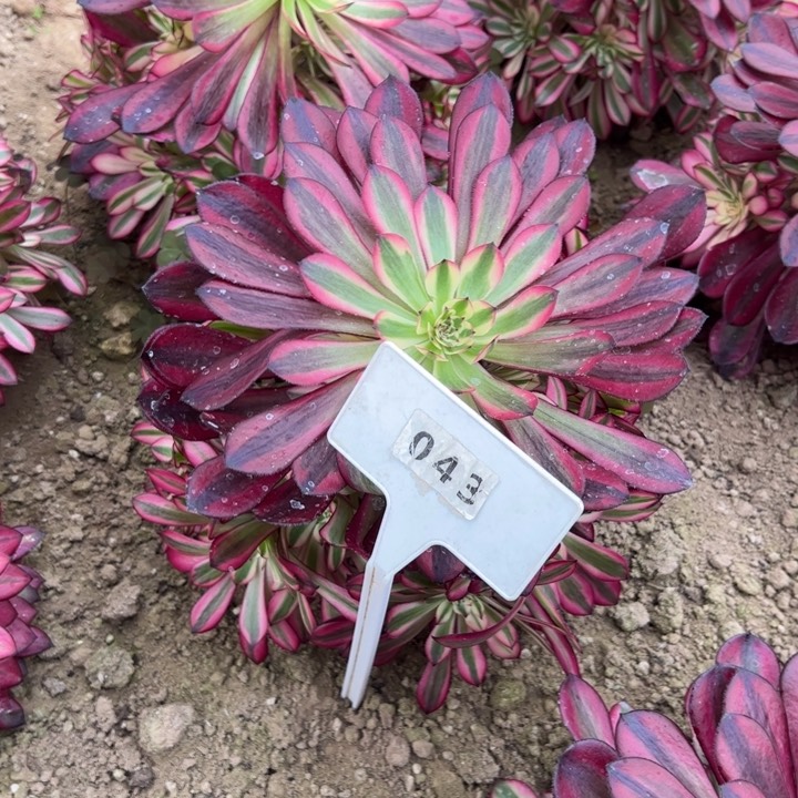 043黑铜，多肉植物