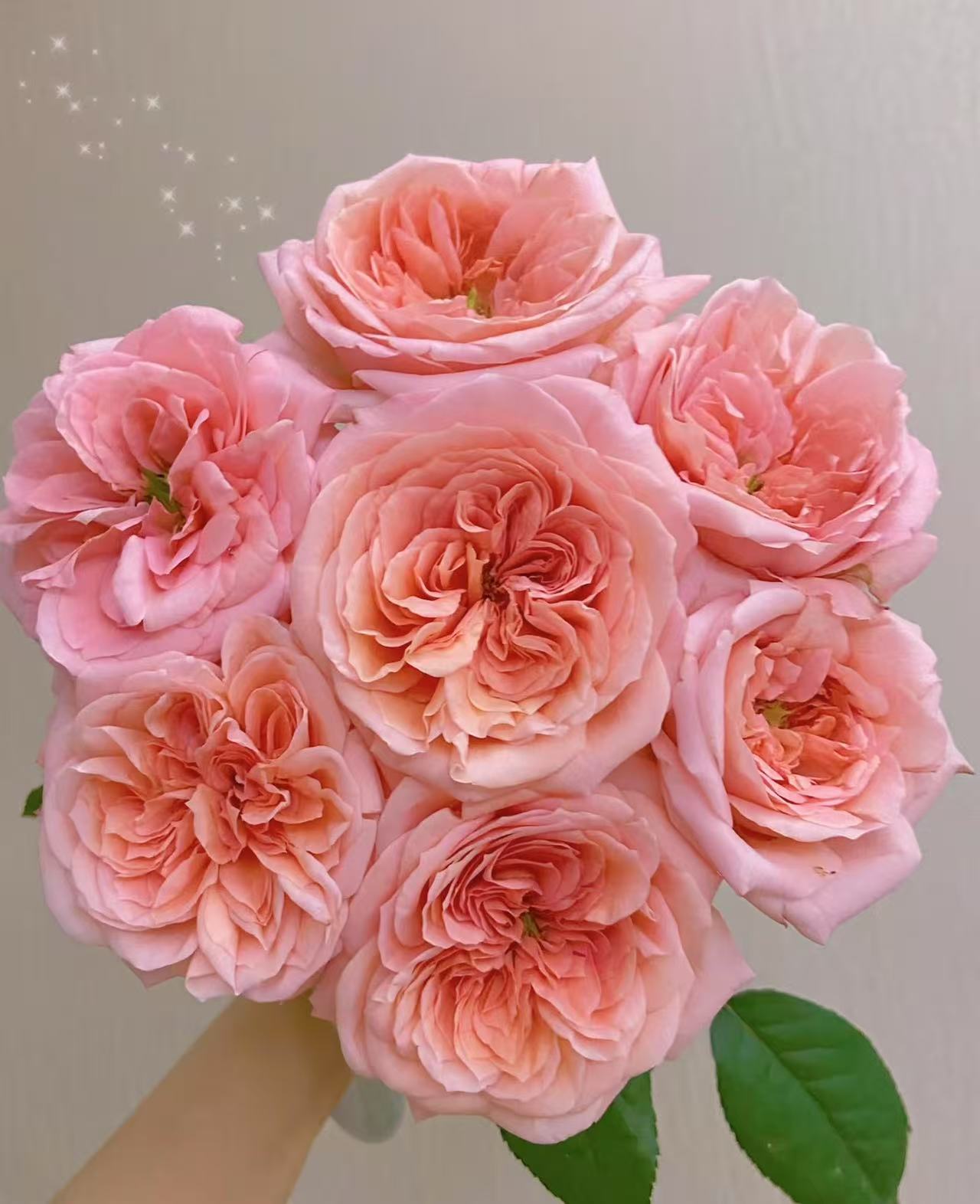 伦敦眼玫瑰10支（收到及时醒花）