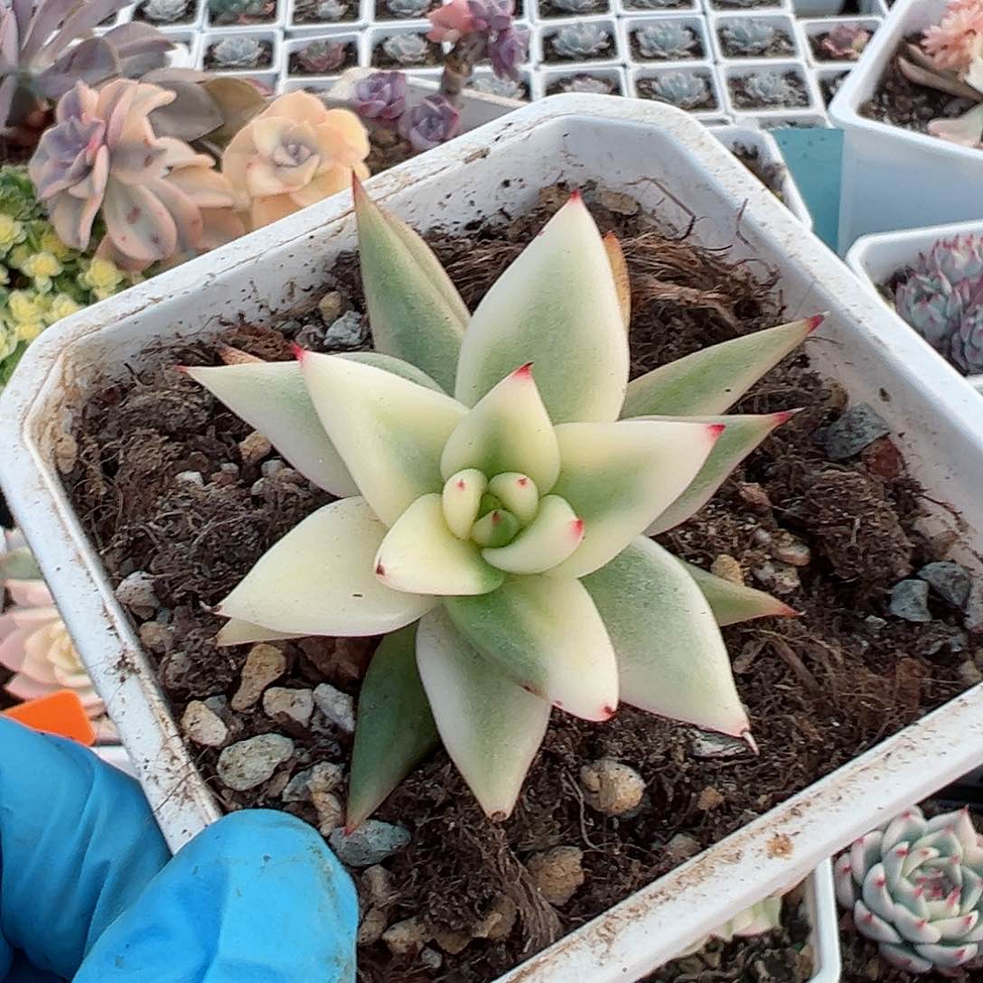 口红锦，覆轮锦多肉植物