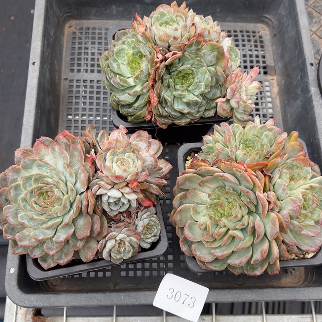 3073量肉肉肉肉肉肉