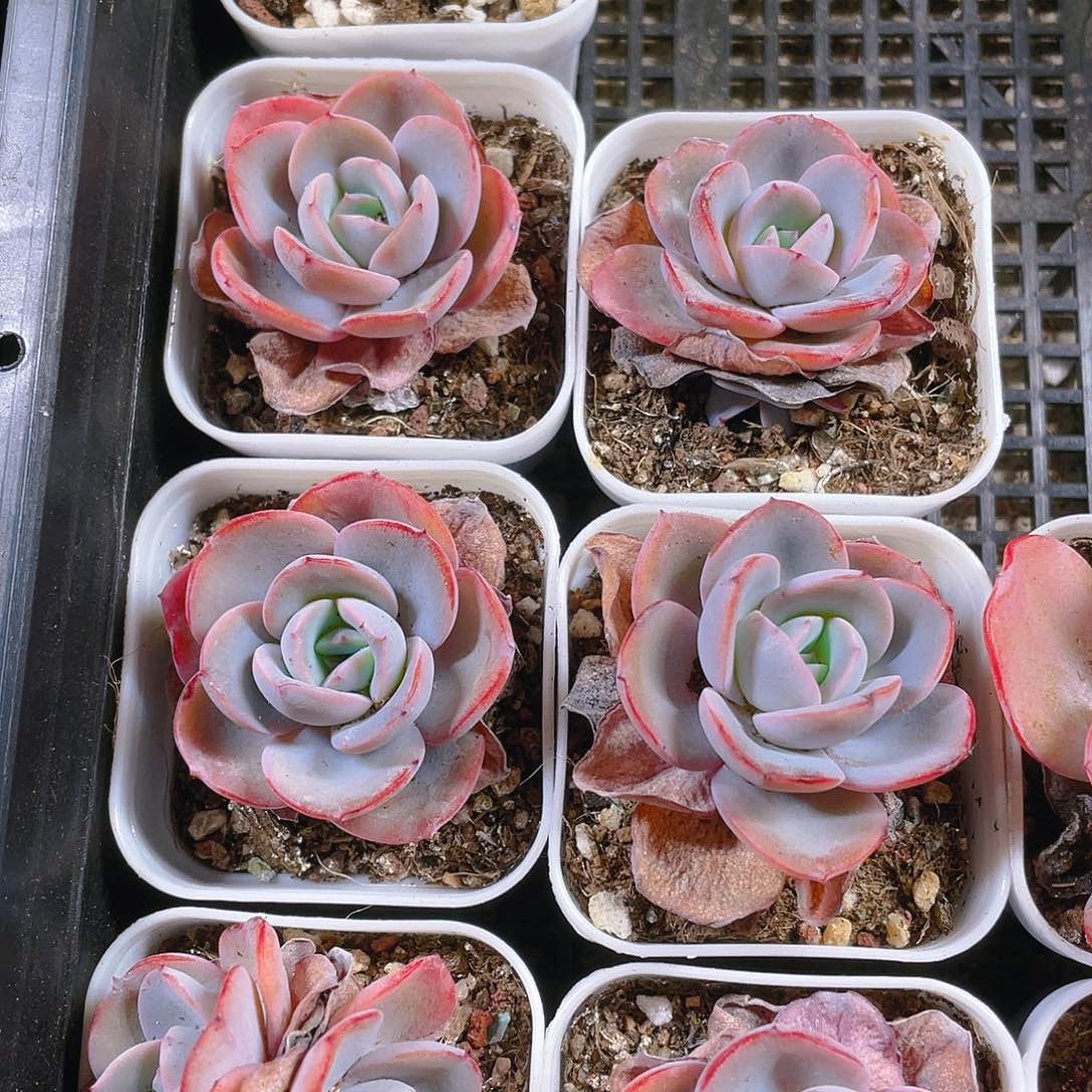 布鲁兰盆一个满25包邮