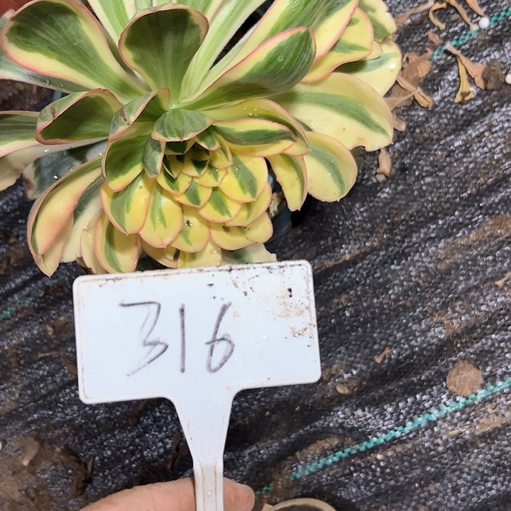 多肉植物艳紫法师