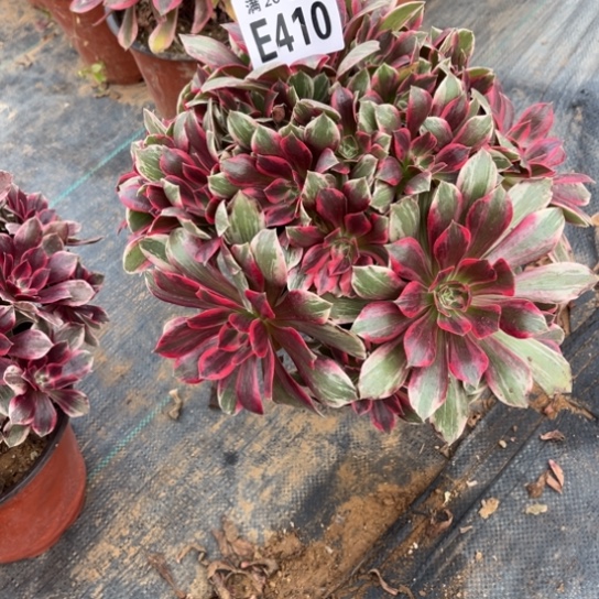 410浣纱法师不包断枝