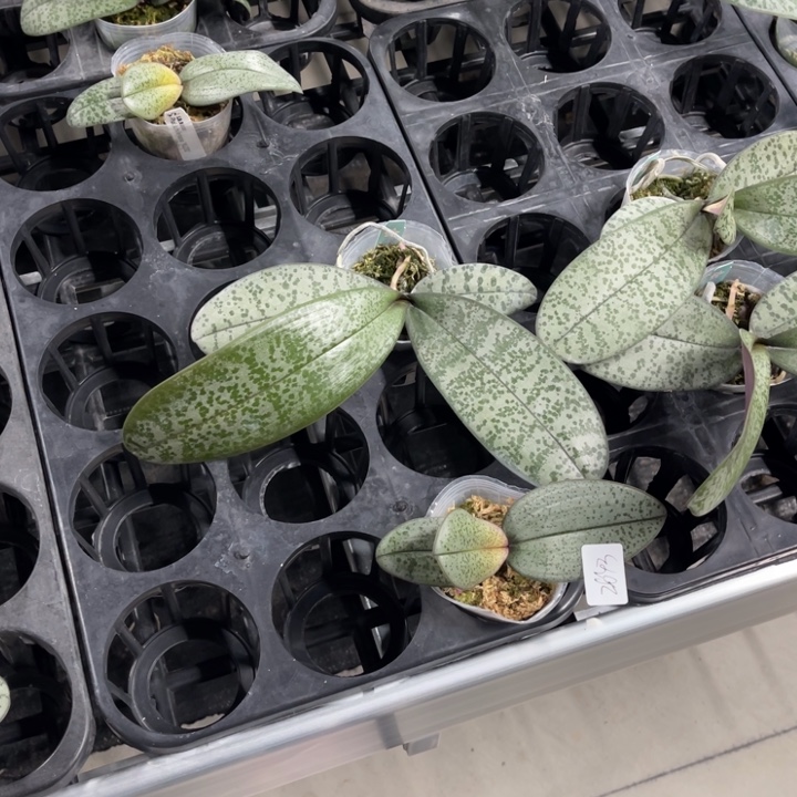 当前无花栽培后可以开花