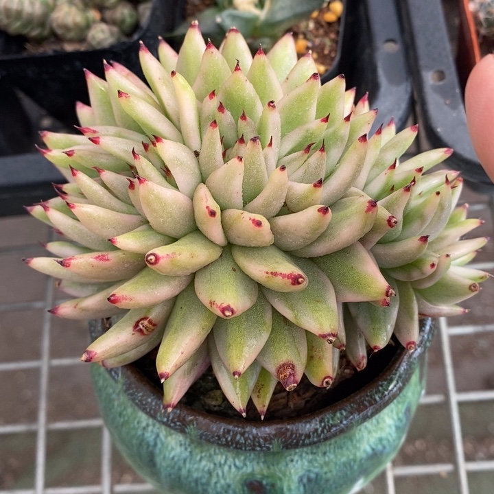 伯克利和格蕾纳等著名音乐