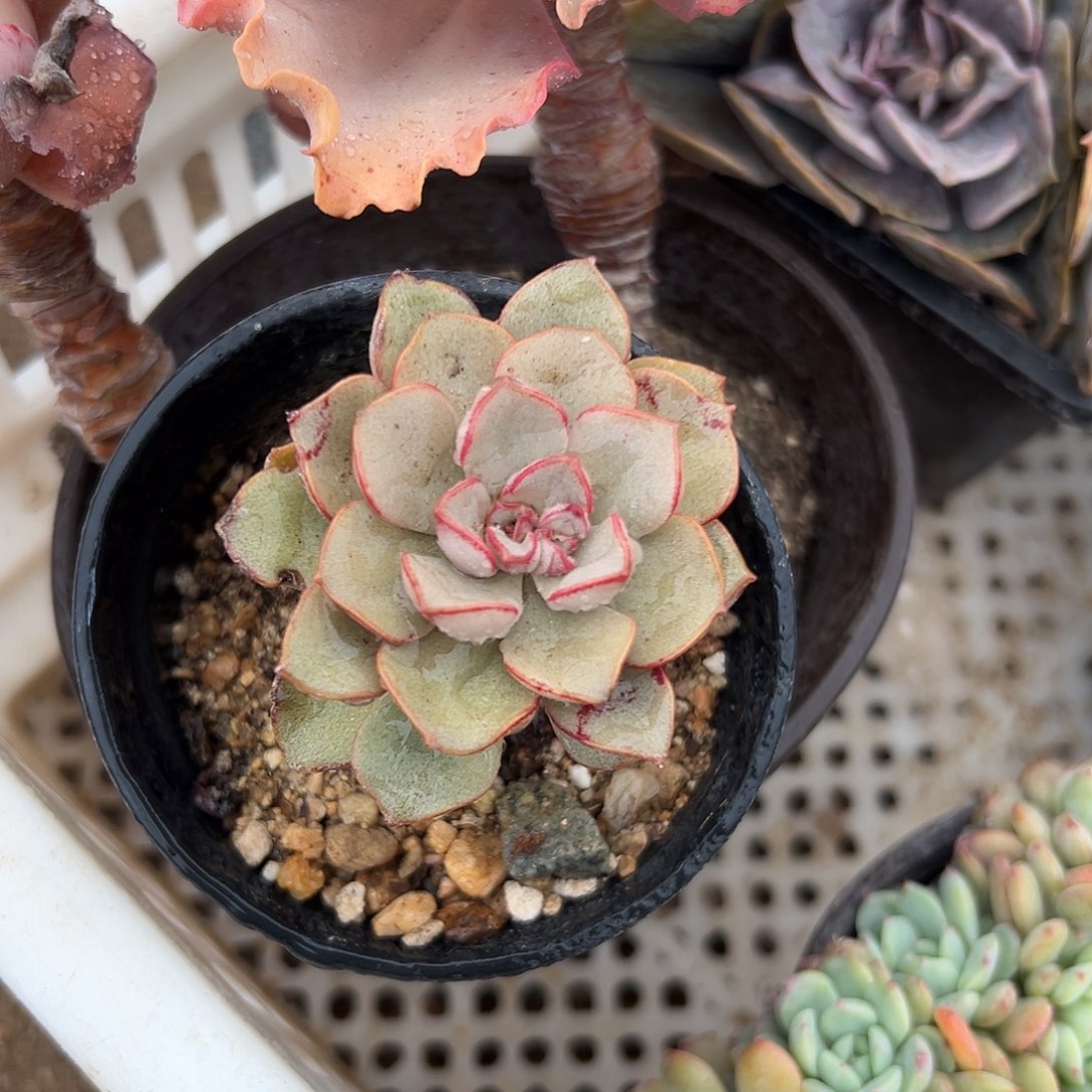 多肉植物多肉植物