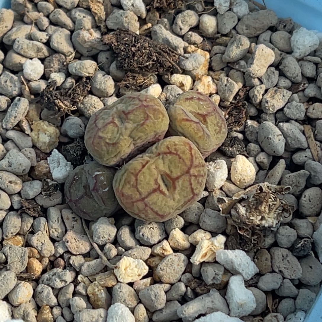 6079四头毛杂群一颗