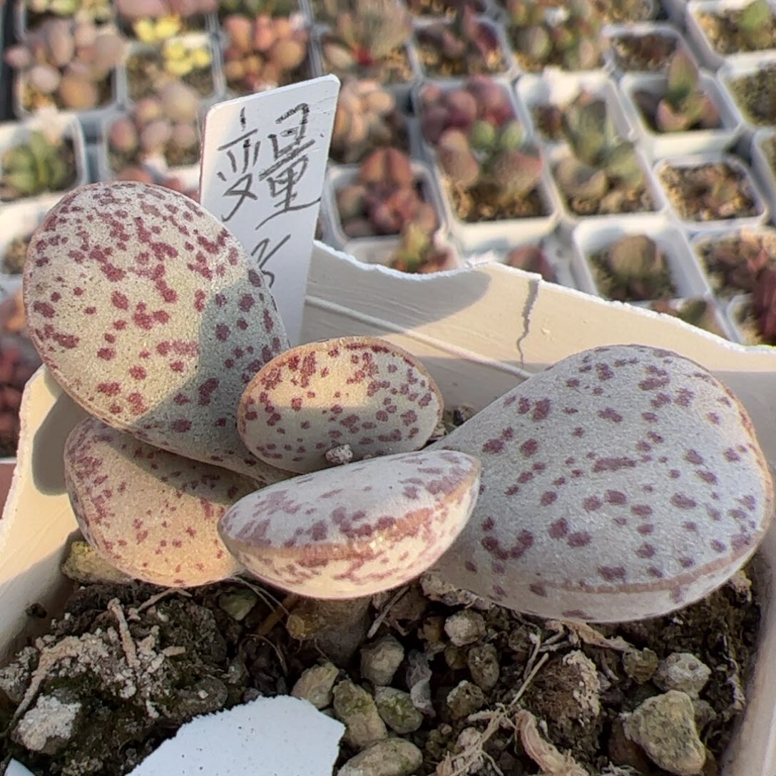 变量多肉植物水泡