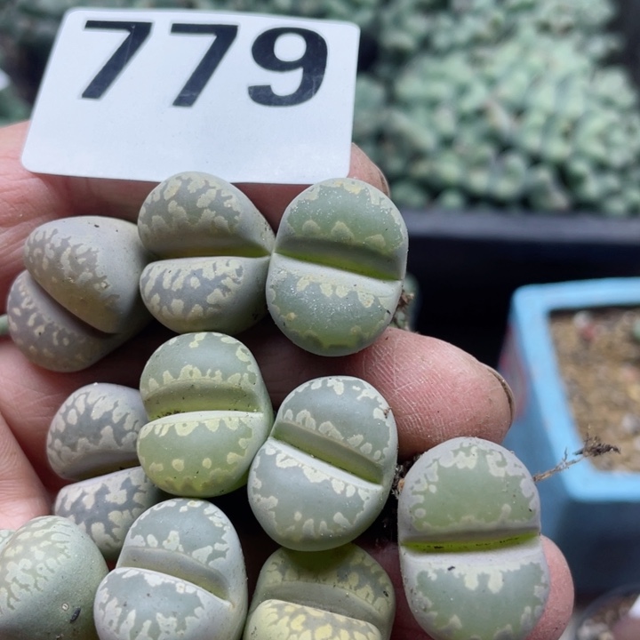 779大牙10颗零下拍保温