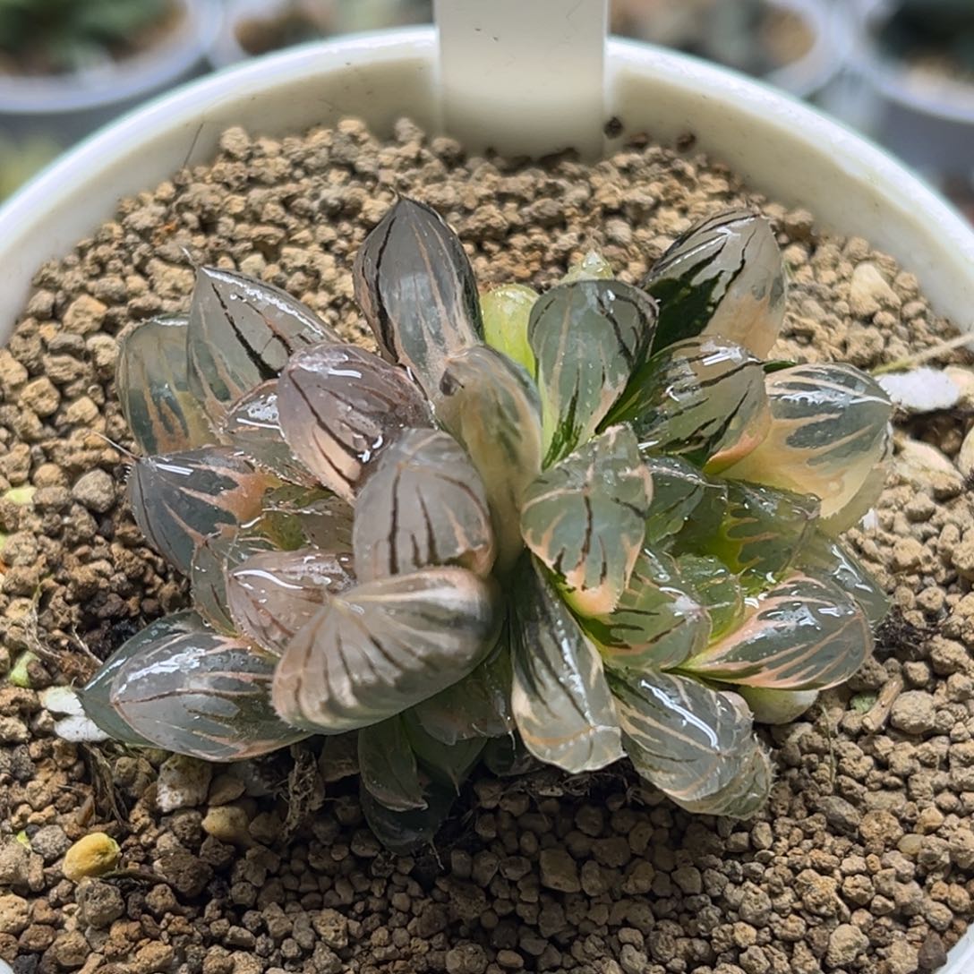 51双头龙爪玉露锦（糊斑➕糊斑趋势）福利专场