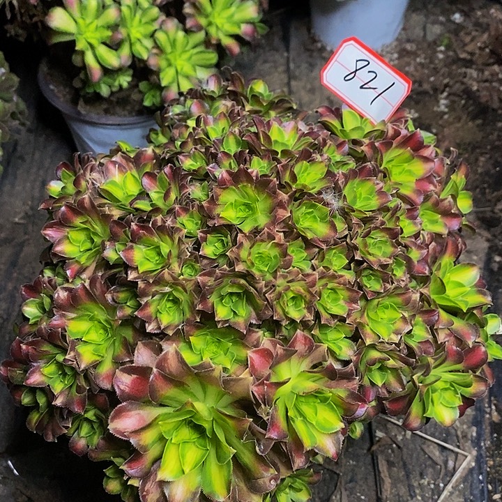 红韶华法师老桩朵朵821号