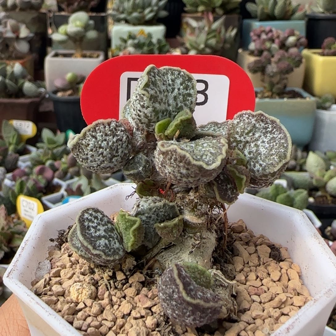 十***三紫罗兰。   113。   