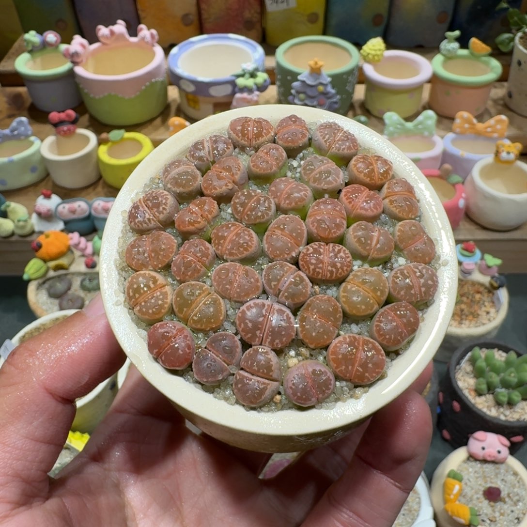 蘑菇1240橄榄彩拼多肉植物