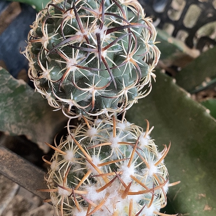 蕾***靴哈哈哈哈哈哈哈哈哈