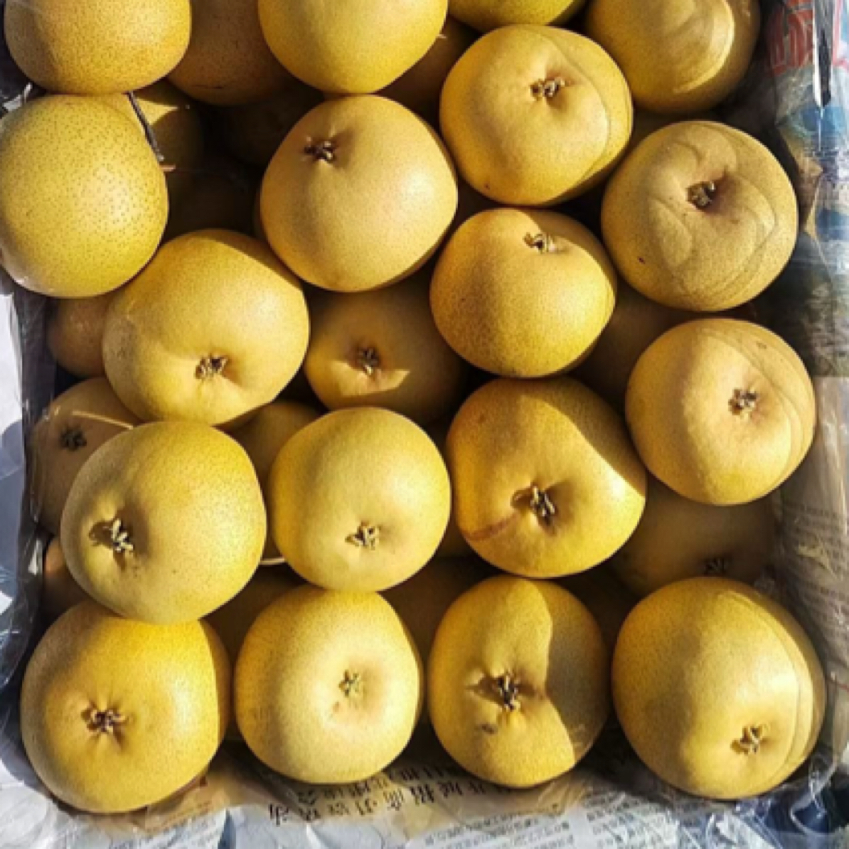 酸梨东北安梨小时候味道细腻无渣