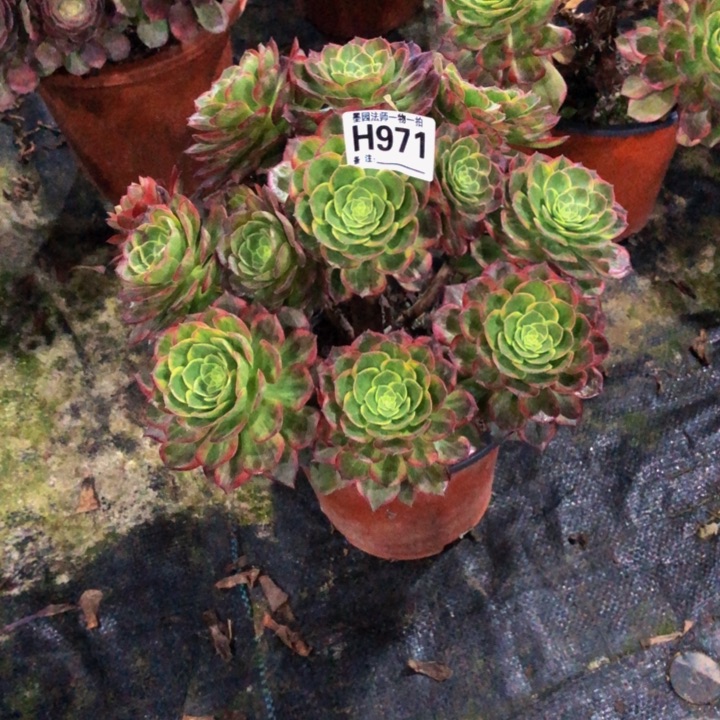 万黄多肉971.0000000