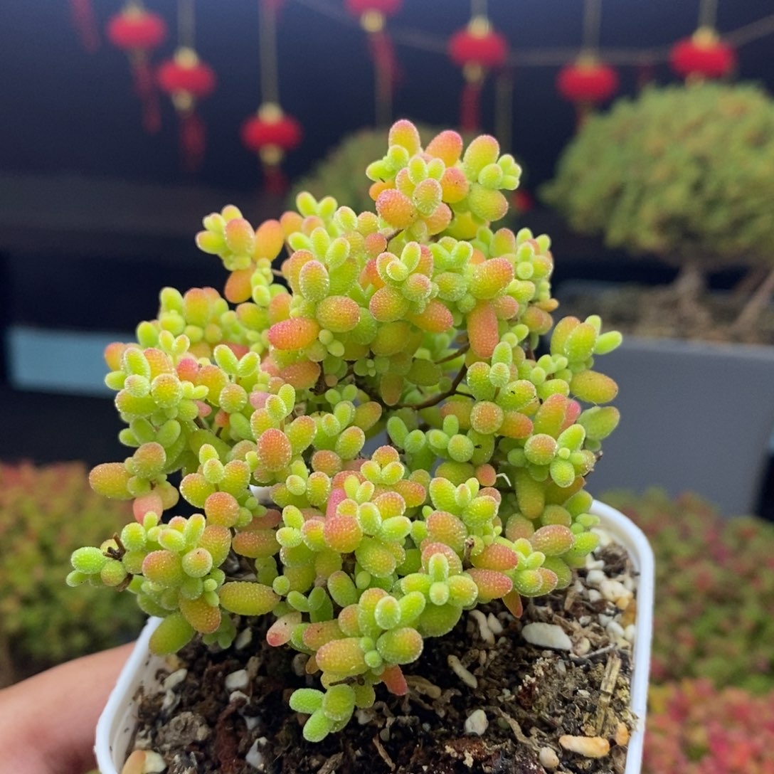 392号蜜橘糖球枝干多肉