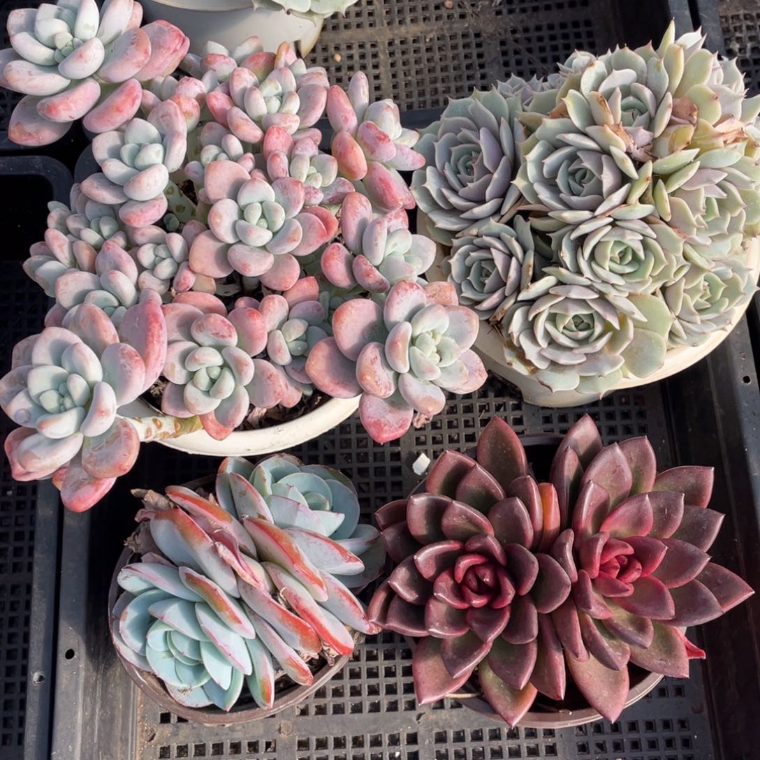 一物一拍 四棵一组