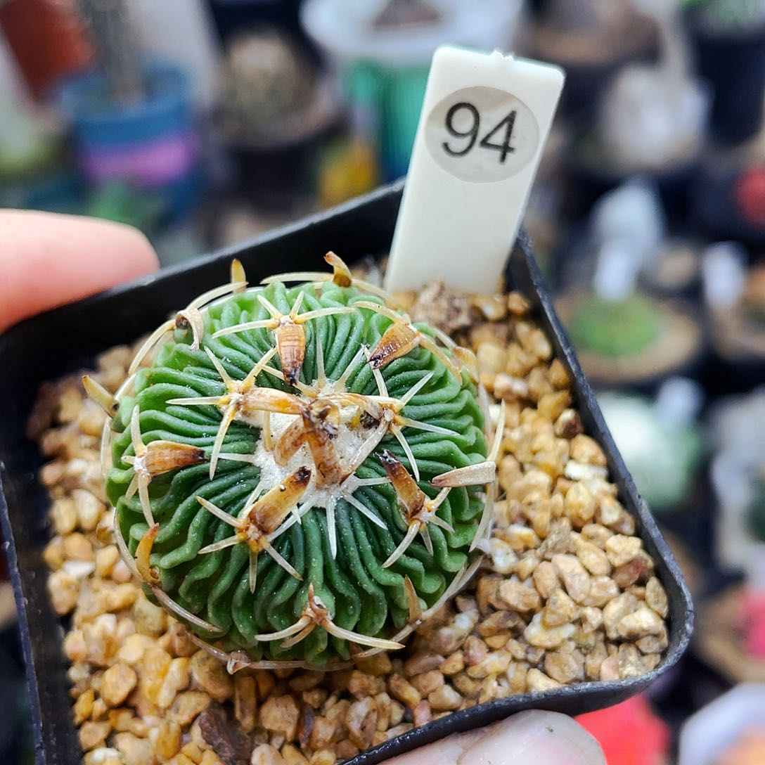 非偏远地区满25包邮仙人球