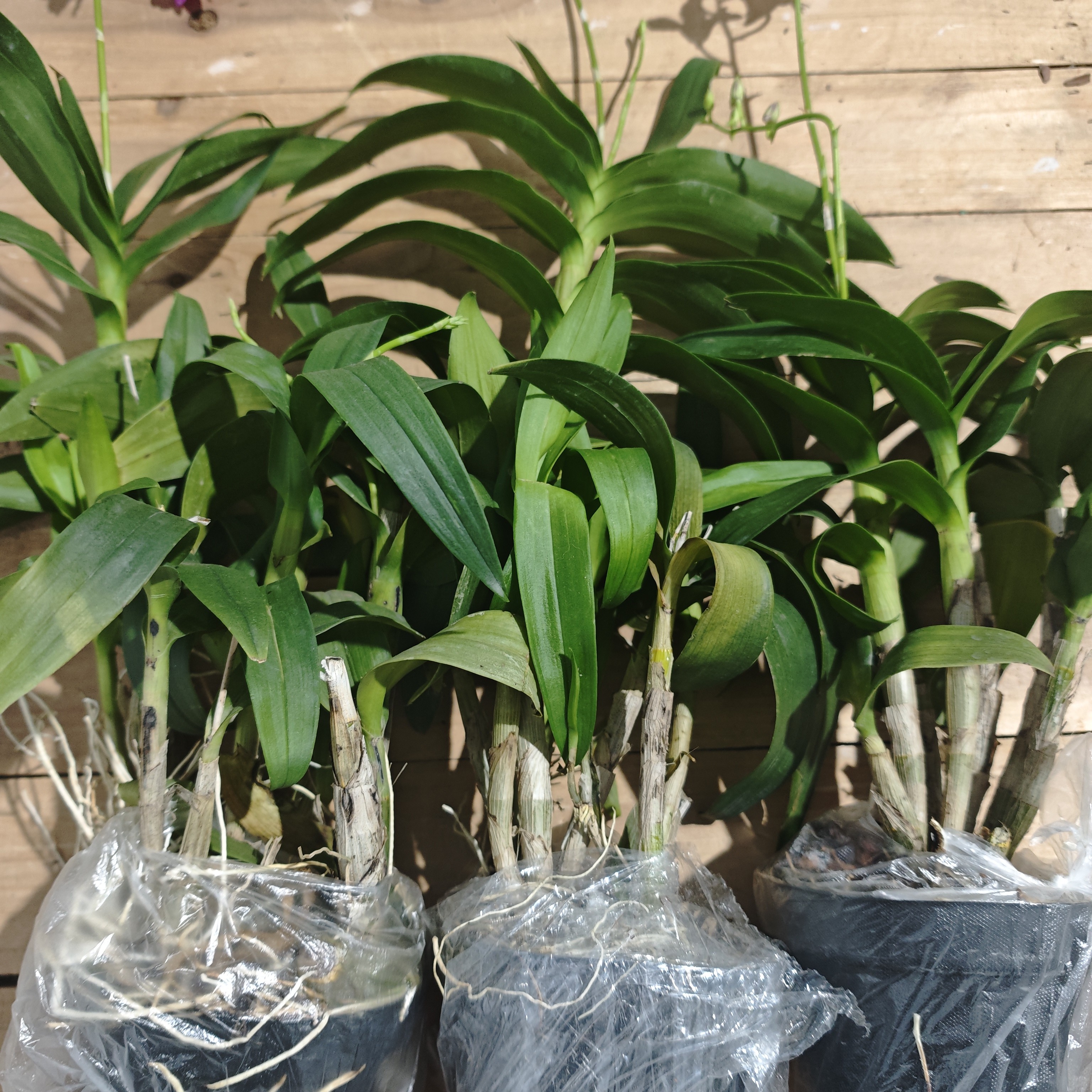 秋石斛兰朝阳红120杯花后苗3颗（保苗不包花）