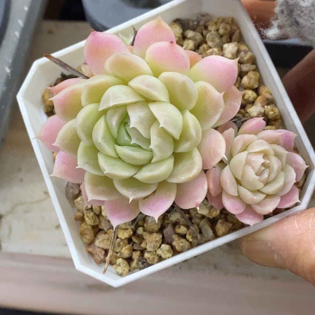 精品多肉一物一拍不包整346
