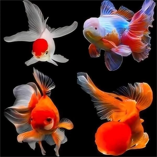 国粹大金鱼冷水国师鸿运当头鹤顶红黑龙睛大尺寸[包邮包路损]