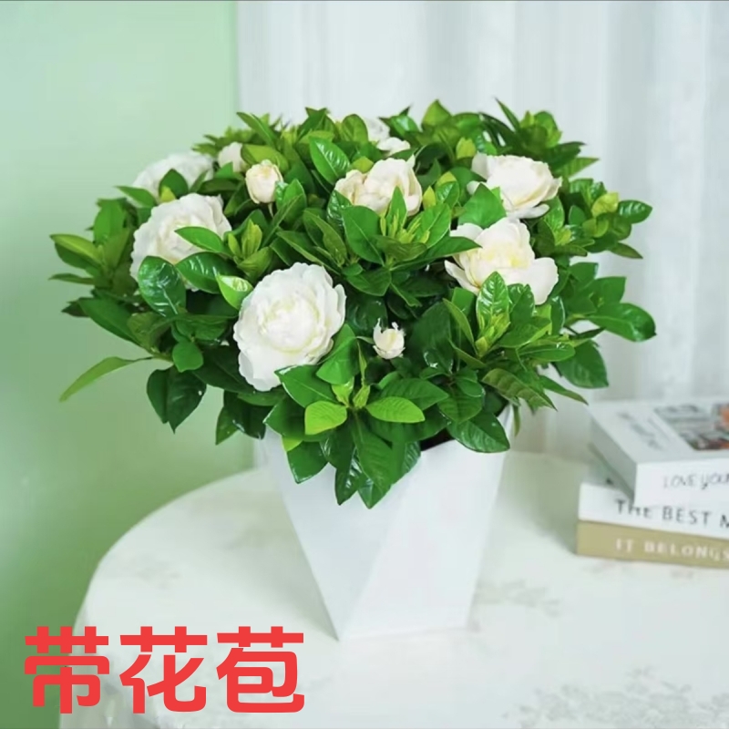 【带花苞】正宗栀子花浓香型盆栽花卉室内植物四季净化空气开花好养