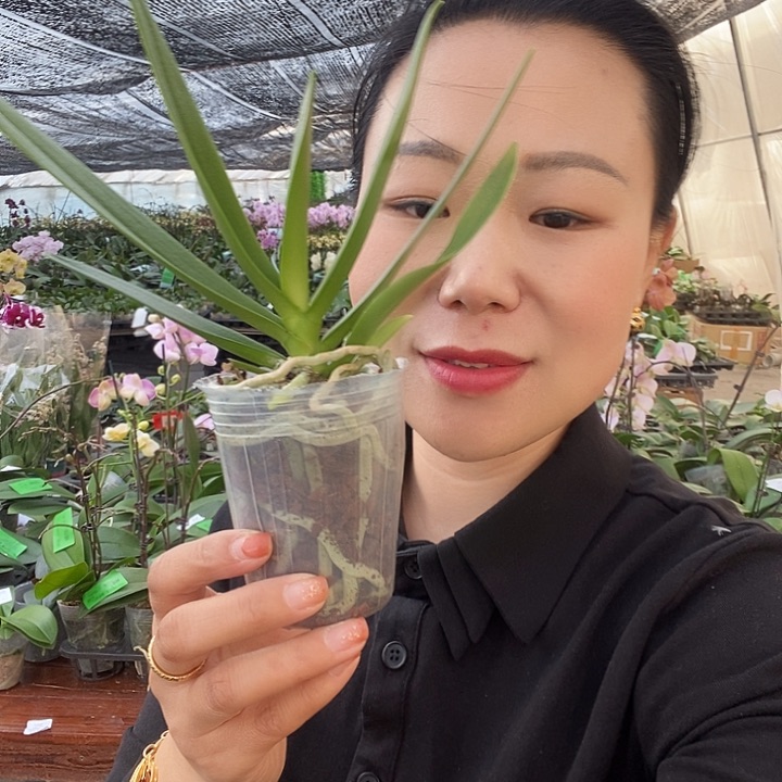 无花朵蓝星蝴蝶兰