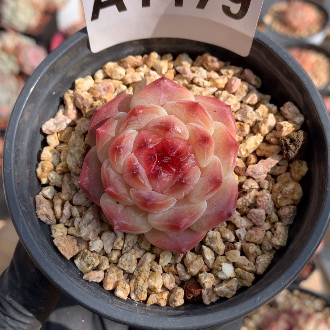 A1479 冰魄单头老桩 4.5cm 新年开播福利