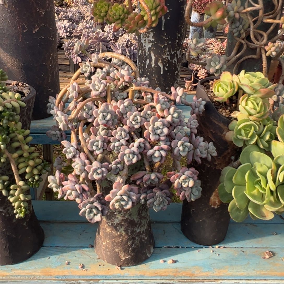 精品红洛神妖桩 裸肉