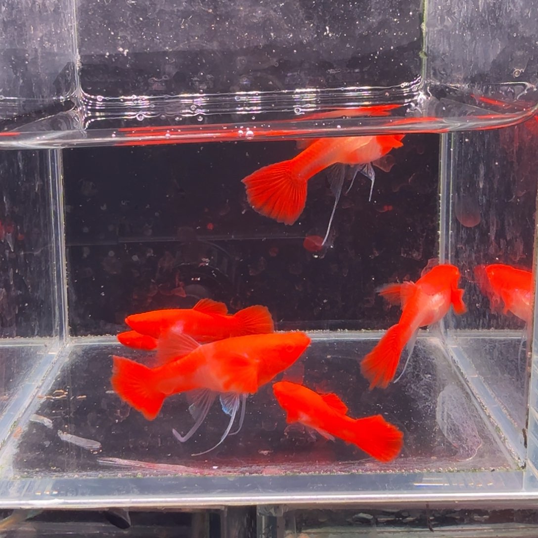 孔雀鱼鸿运当头双份水缎带3对