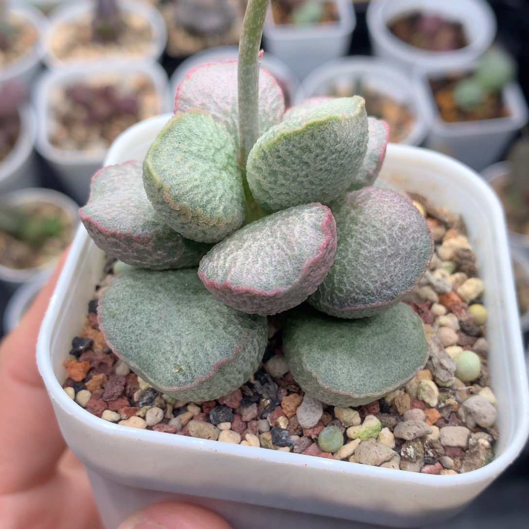 粉姬母本 多肉植物