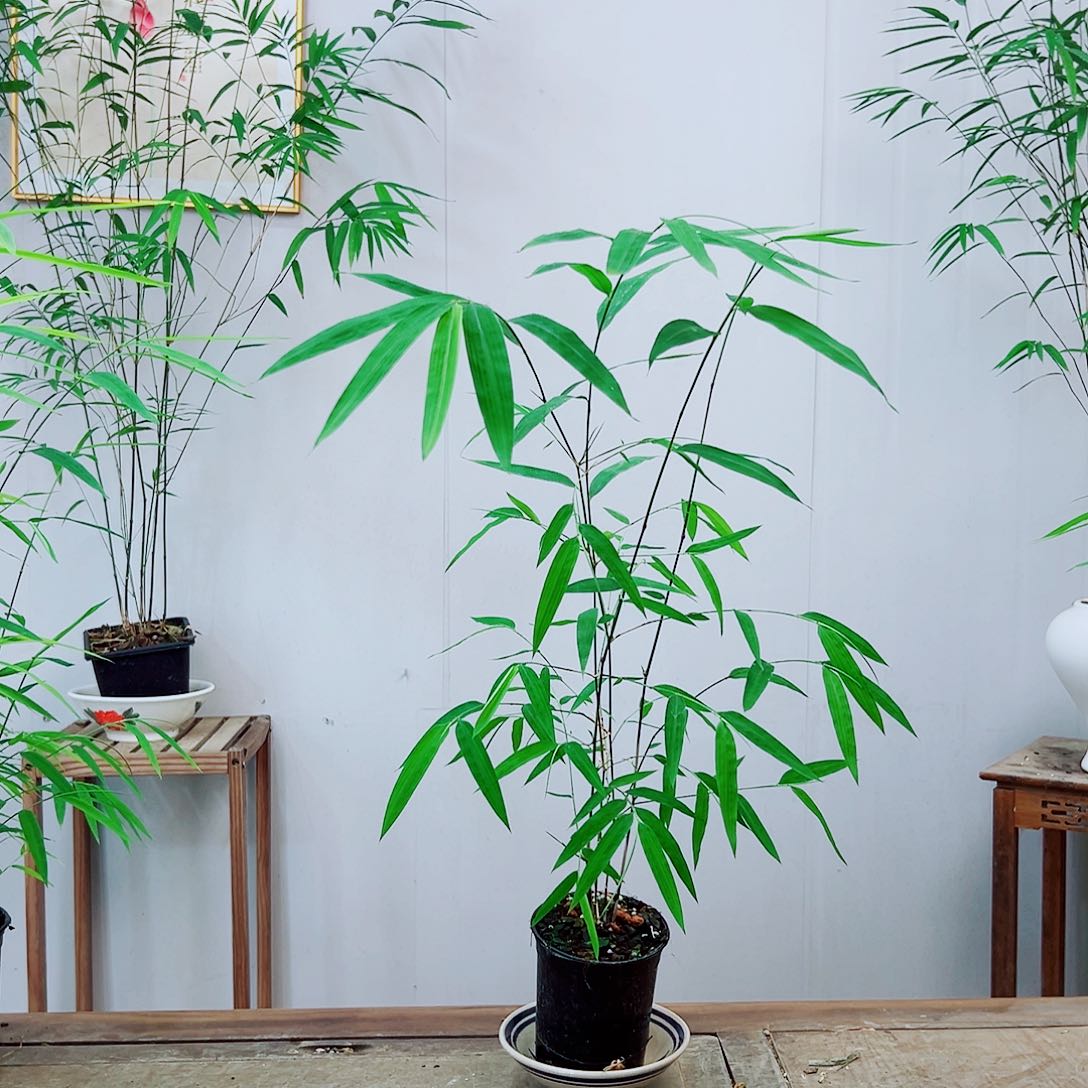 不开花植物内门竹