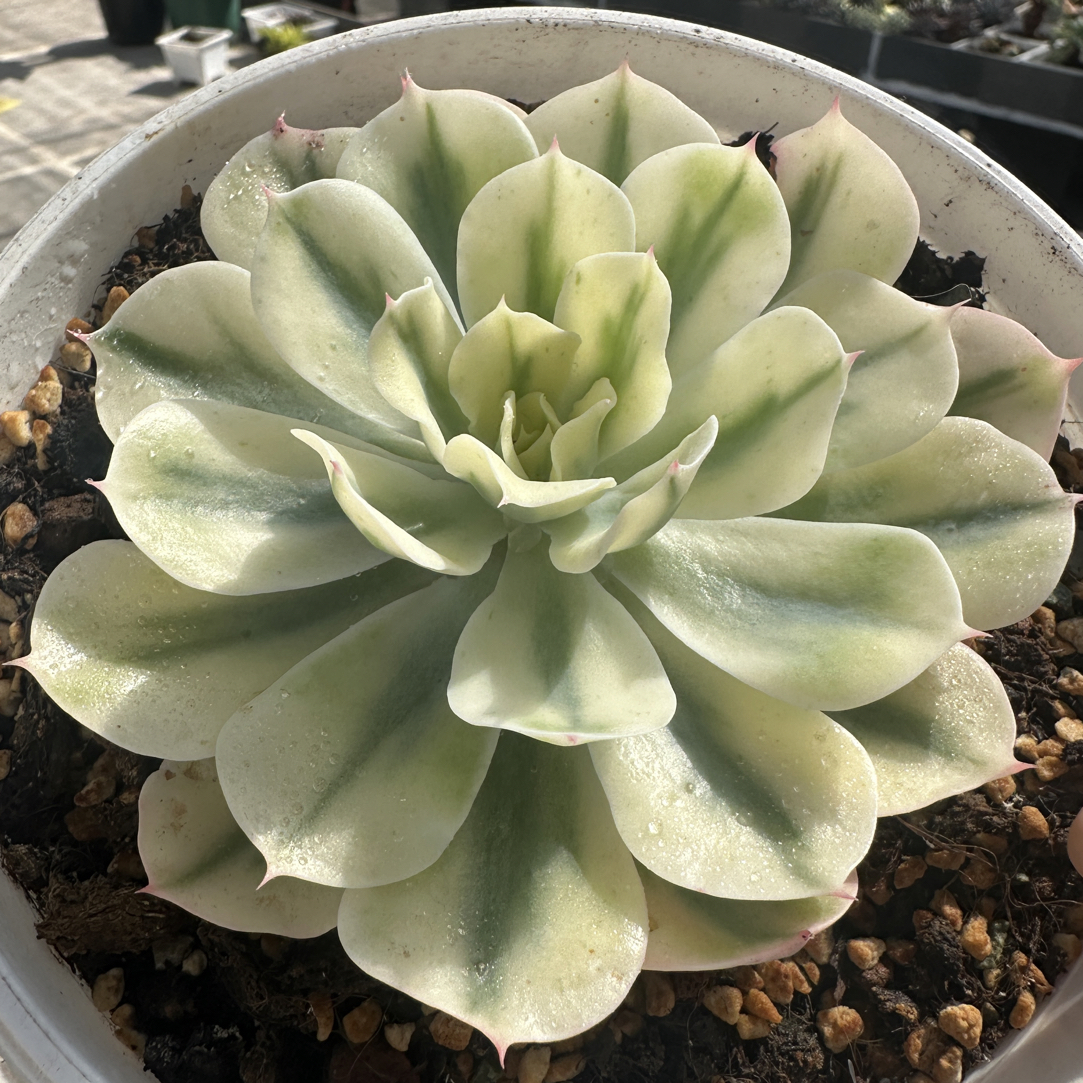 海啸锦，多肉植物