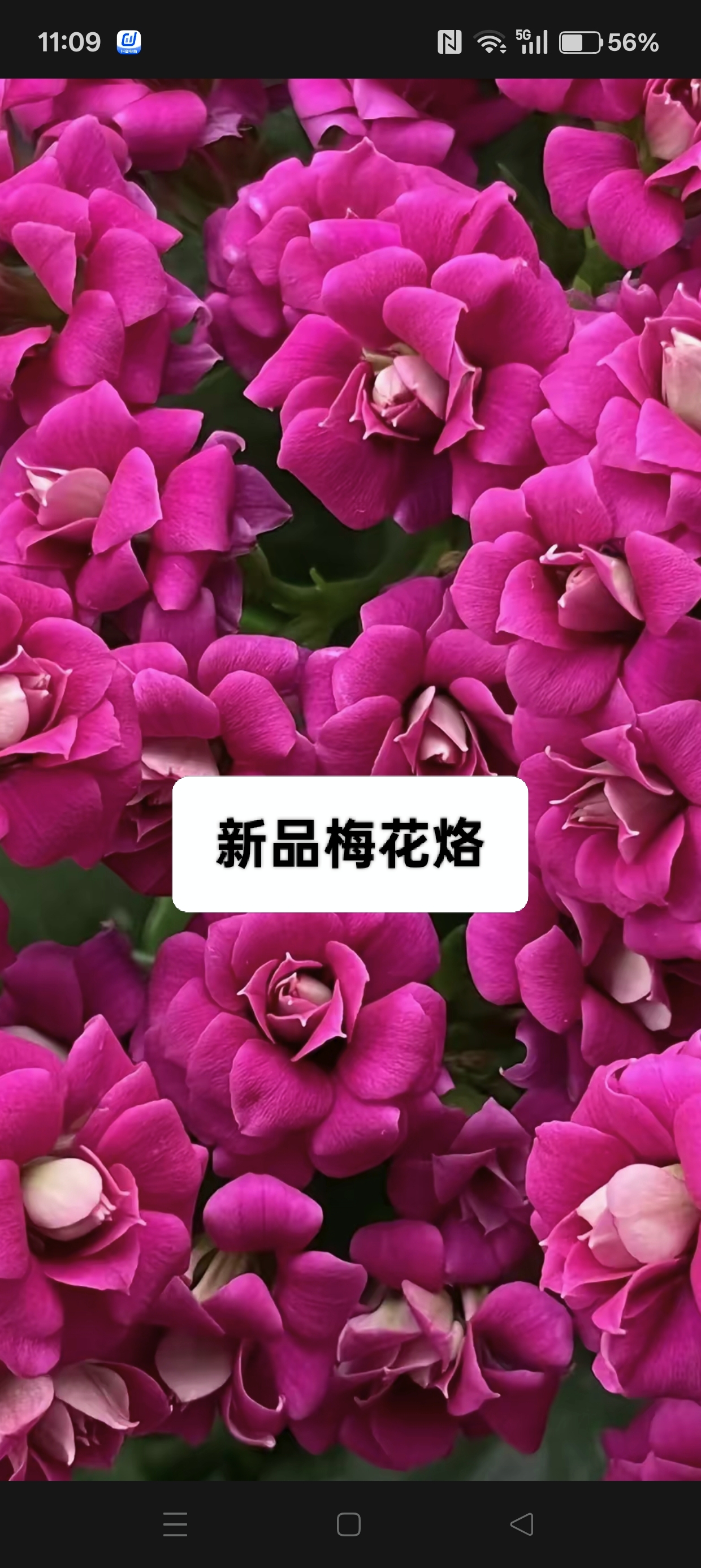 梅花烙，紫色超大花，玫瑰花型