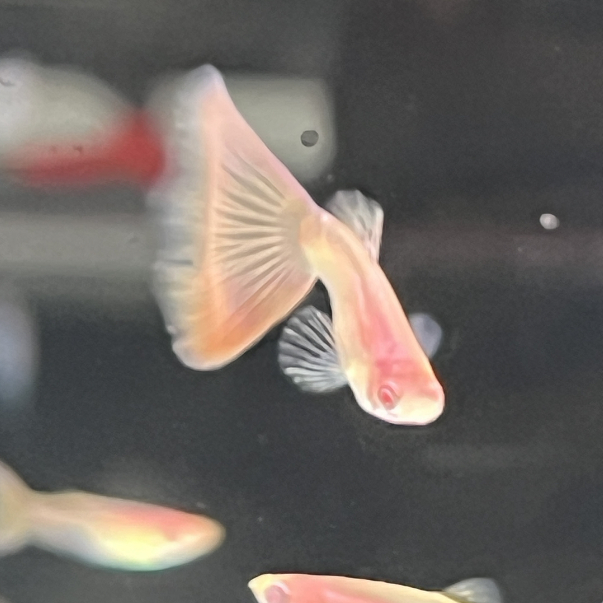 金粉世家 精品孔雀鱼小型观赏鱼淡水