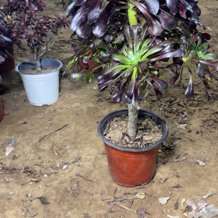 多肉植物法师墨法16