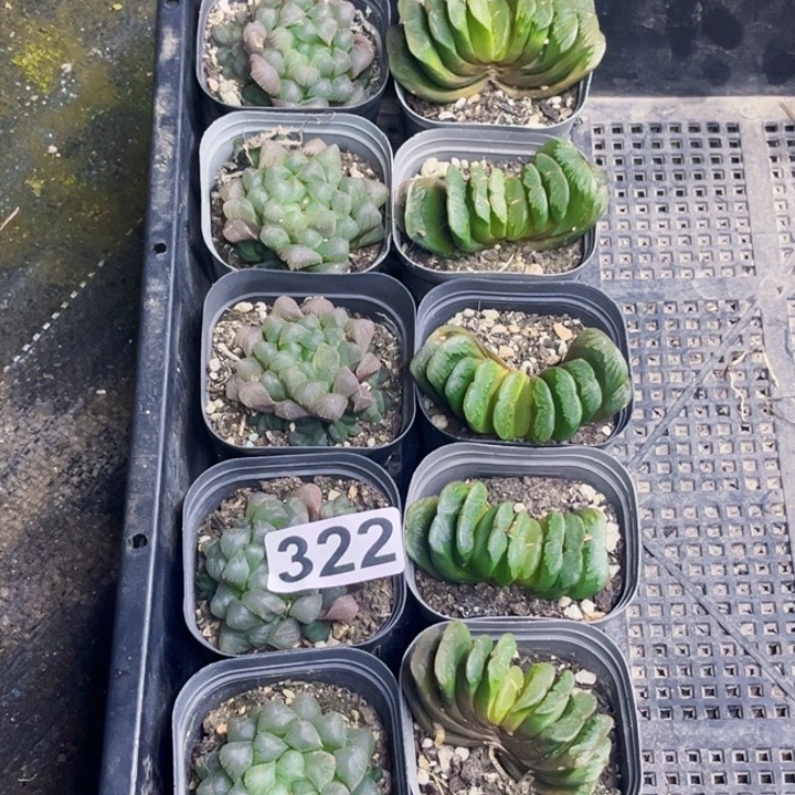 322姬扇一物的图如图