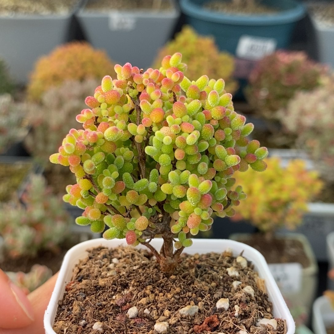 1619蜜橘糖球 。        