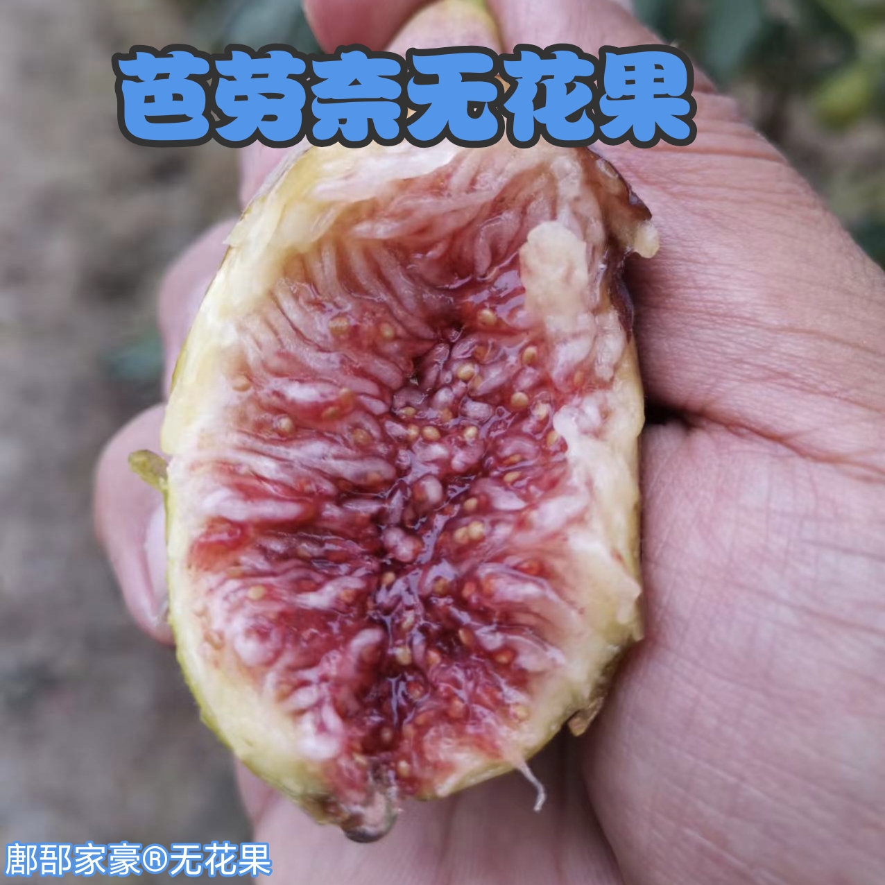 双拼芭劳奈无花果大果8粒50克以上+中果12粒46克左右双拼