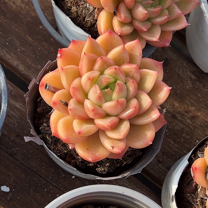 单头       星空       珍妮