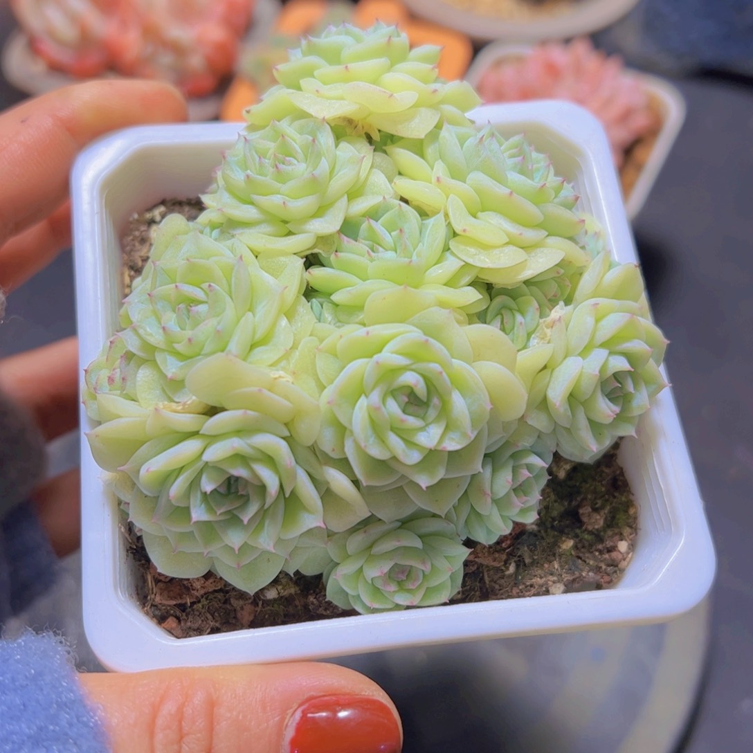 尚*白天鹅杂，多肉植物