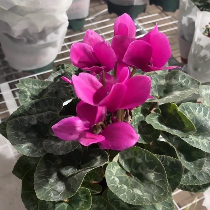 全部花苞紫色圆边1.5加仑仙客来