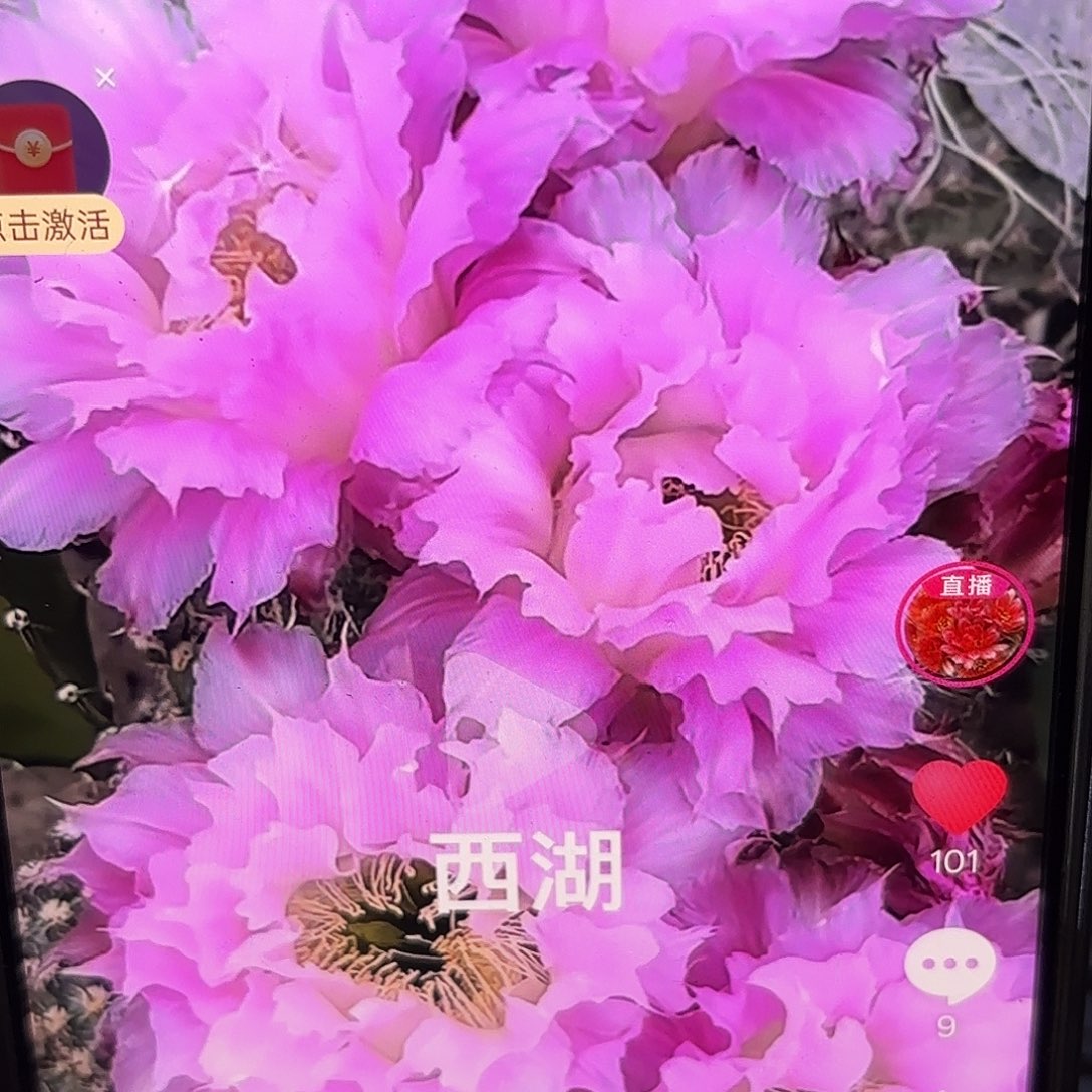 新粉洛彩5公分侧牙20包邮47